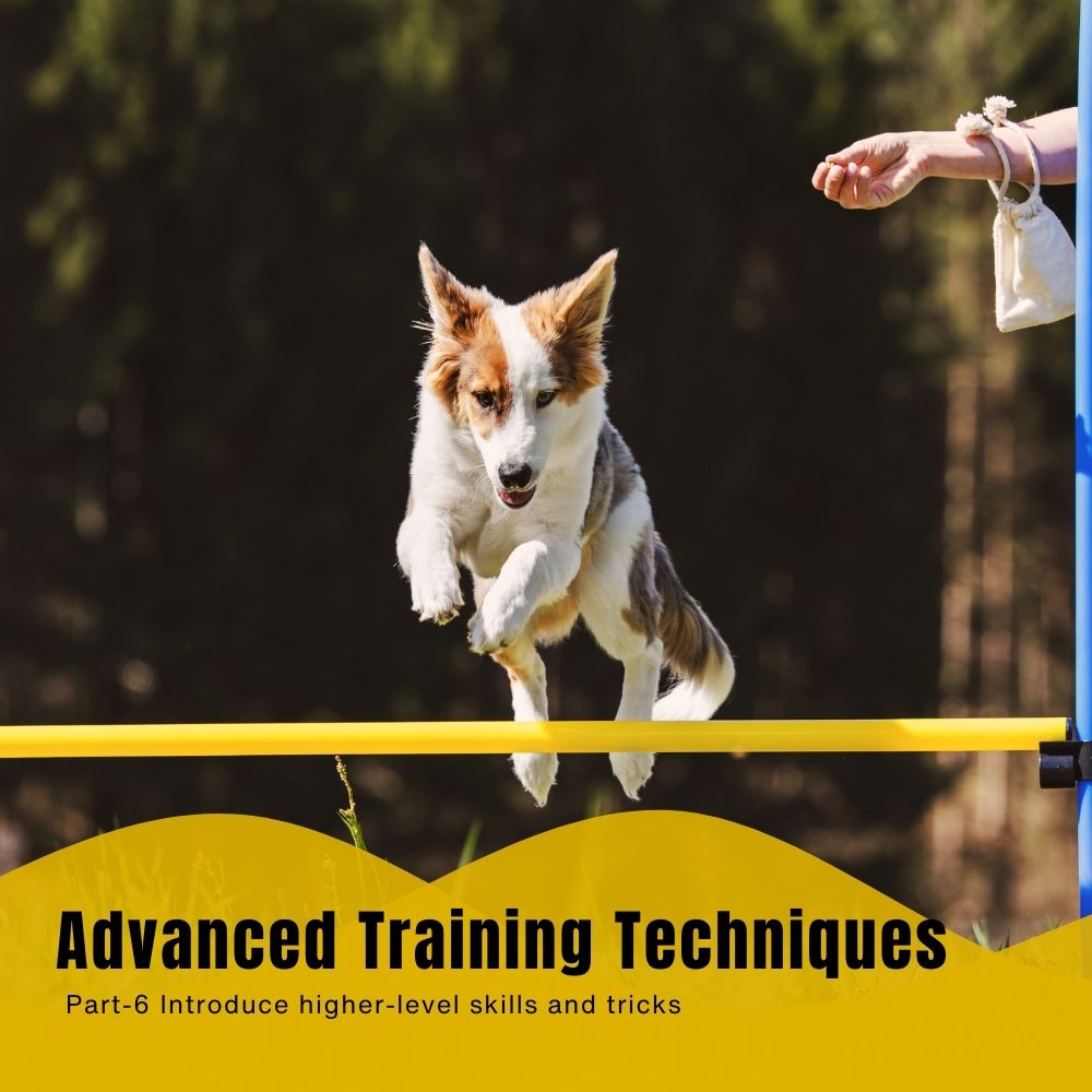 Complete Dog Training Course